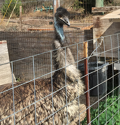 Hacienda Hay and Feed Emu
