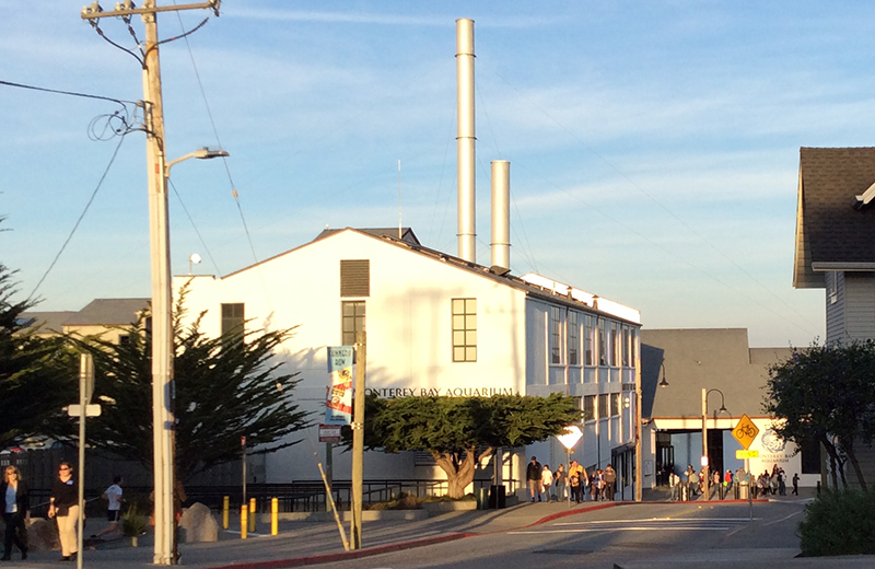 The Monterey Bay Aquarium at the end of Cannery Row, is a primary destination for many.