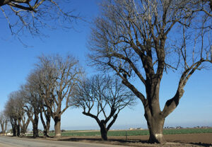 Line of Trees