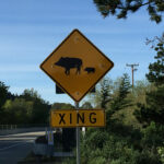 Pig Crossing Sign