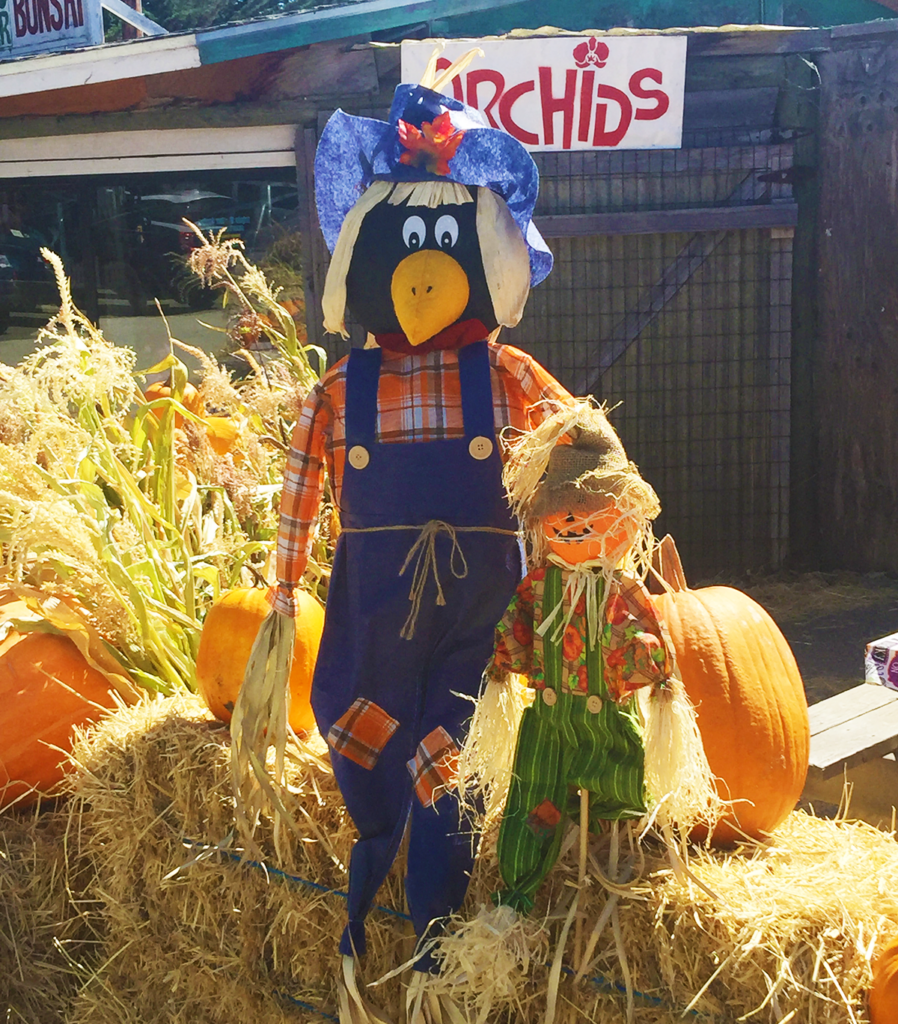 Hacienda Scarecrow