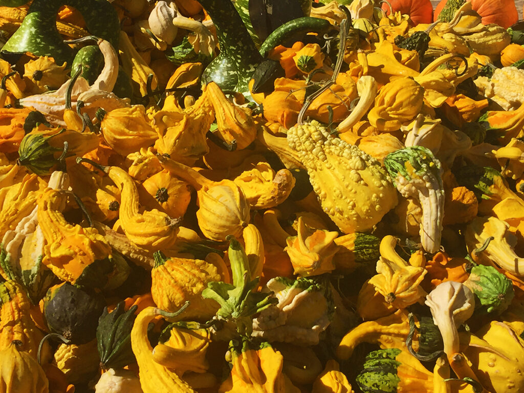 Carmel Valley Gourds