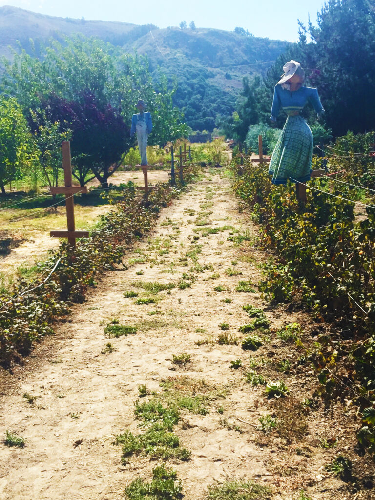 Carmel Valley Scarecrows