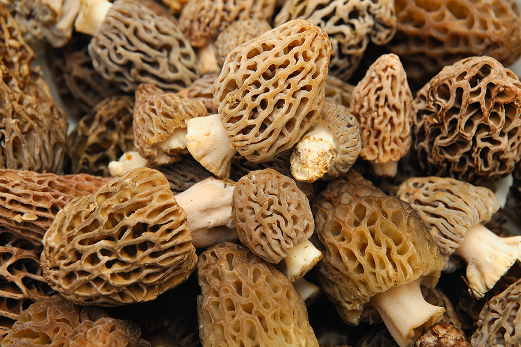 Morel Mushrooms