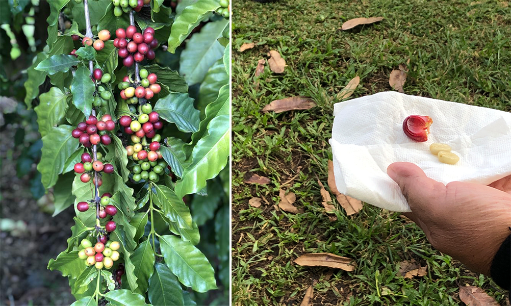 Beans on Bush