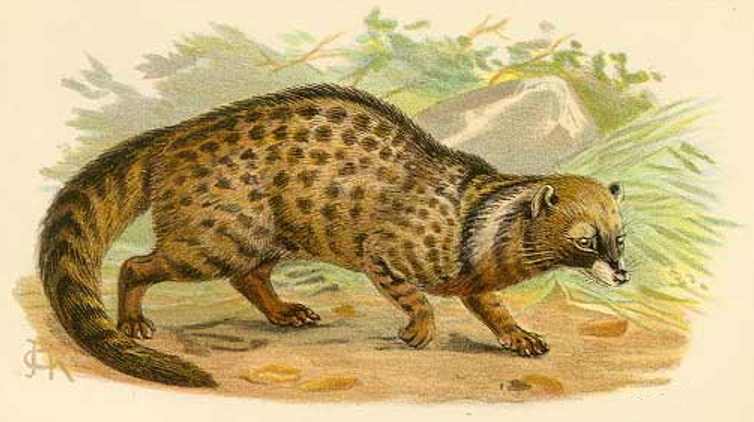Civet