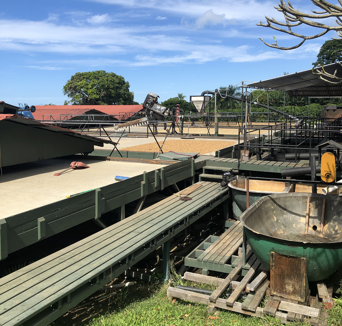 Drying coffee fruit